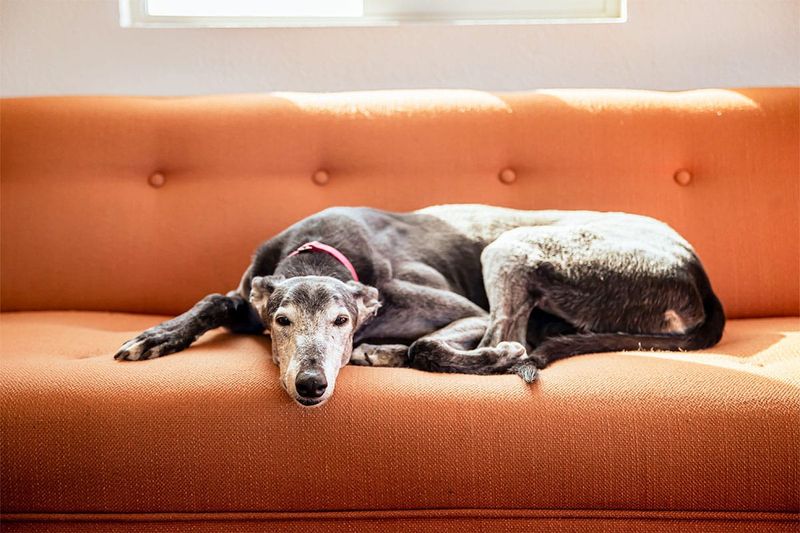 Whippet - Zen Masters in Sleek Form