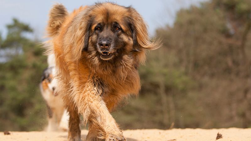 Leonberger: Lion-Like Later Bloomers