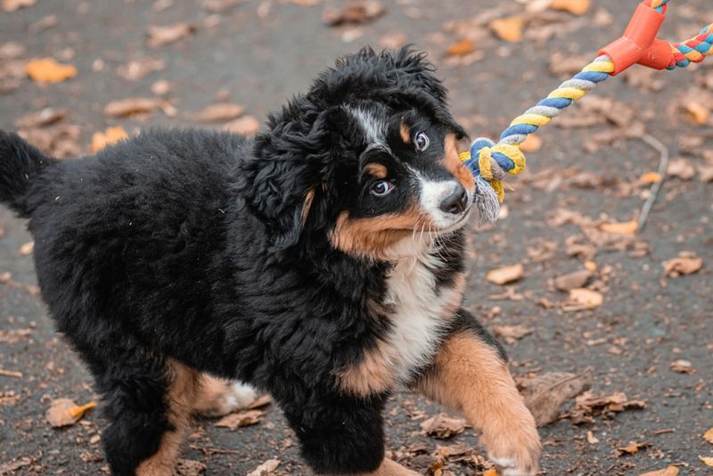 Bernese Mountain Dog