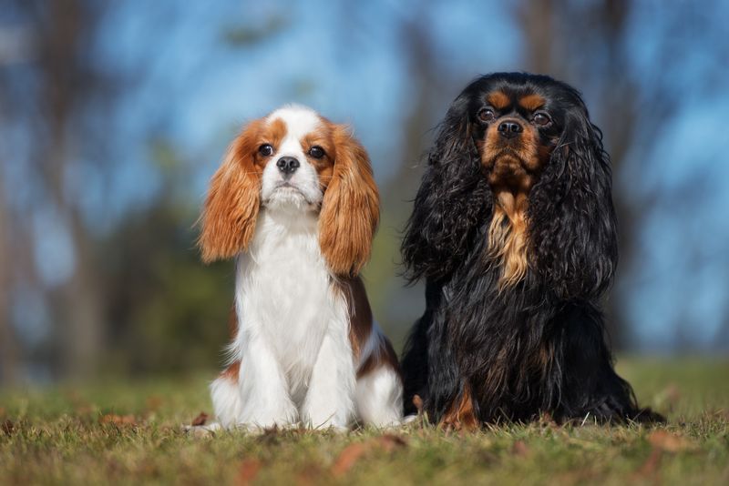 Gregarious Cavalier King Charles Spaniels