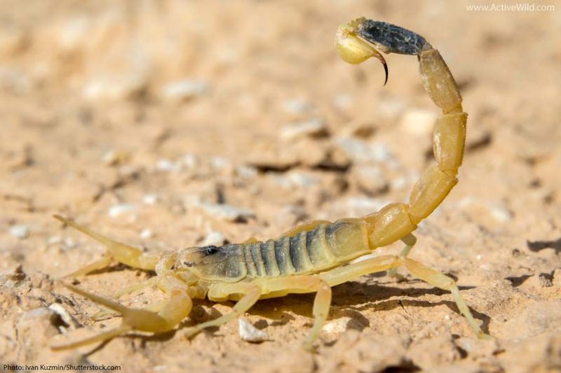 Deathstalker Scorpion: Desert Nightmare