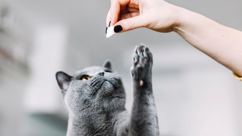 Can Cats Actually Be Trained?