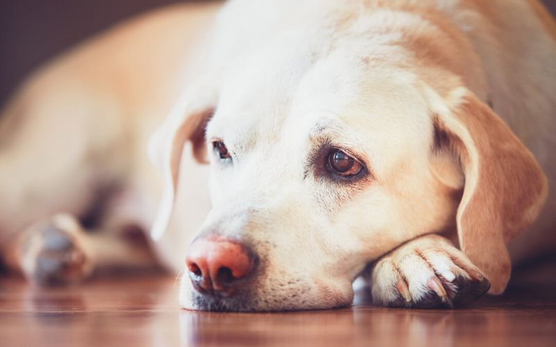 California's Compassionate Approach