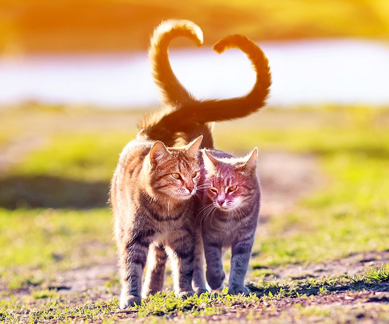 Should I Adopt A Second Cat For Companionship?