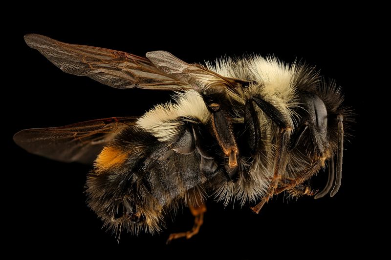 Rusty Patched Bumble Bee