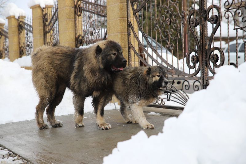 Caucasus Flock Defenders: Georgian Shepherd