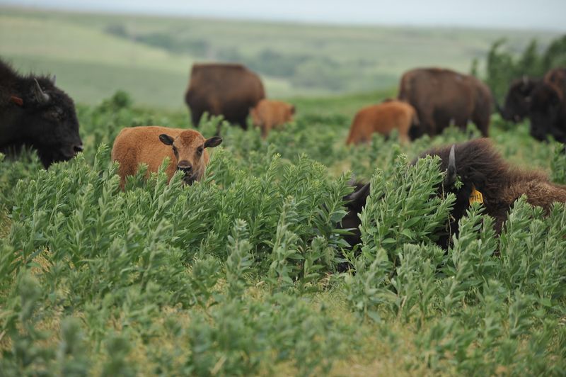 Konza Prairie, Kansas