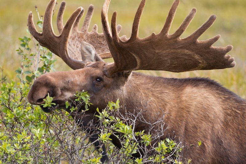 Denali National Park, Alaska