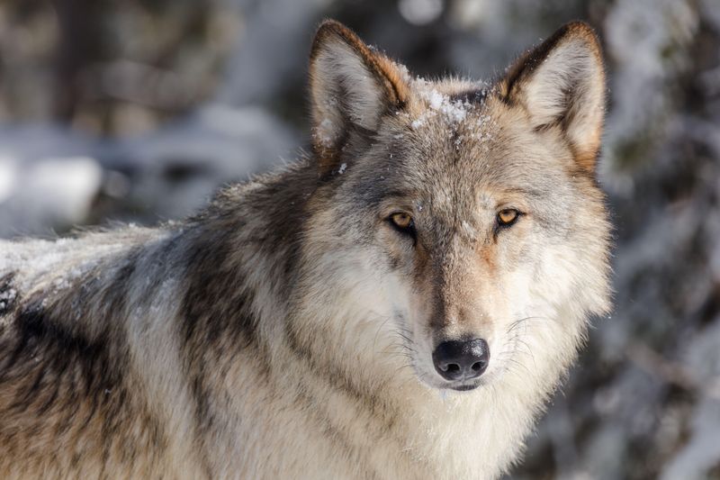 California Wolf (Historical)