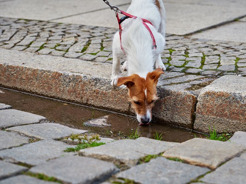 Can Affect Your Dog's Health