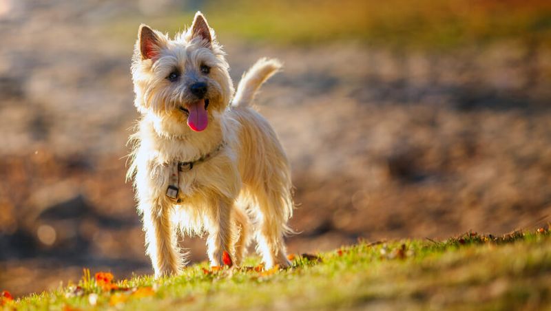 Cairn Terrier
