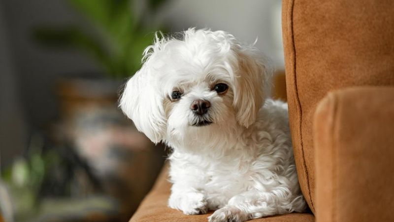 Maltese