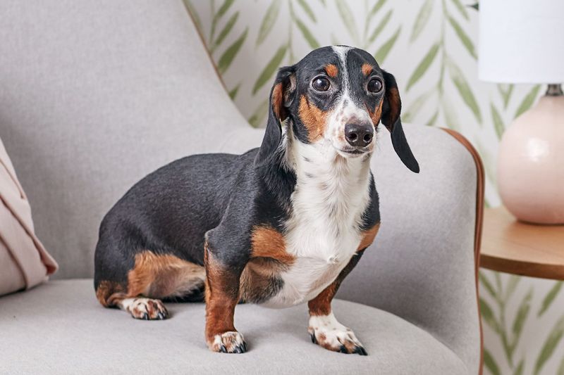 Dachshund Delight