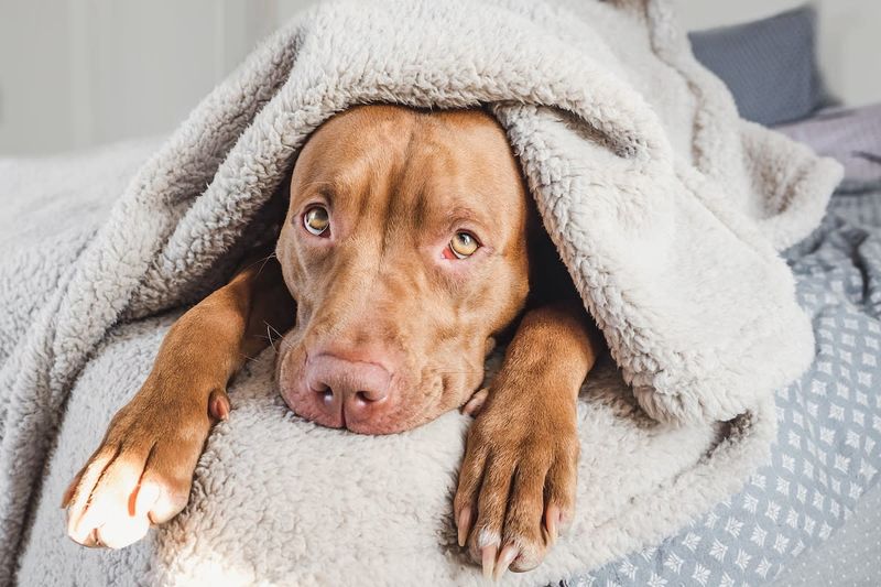 Pit Bull Terriers: Misunderstood Cuddle Powerhouses