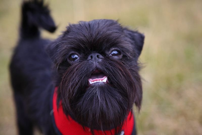 Brussels Griffons: The Bearded Busybodies