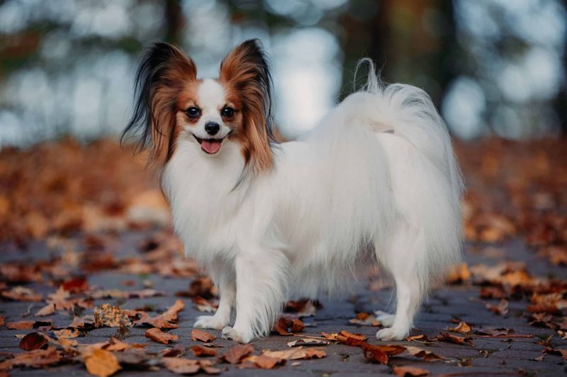 Papillons