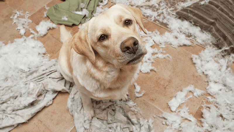 Labrador Retrievers