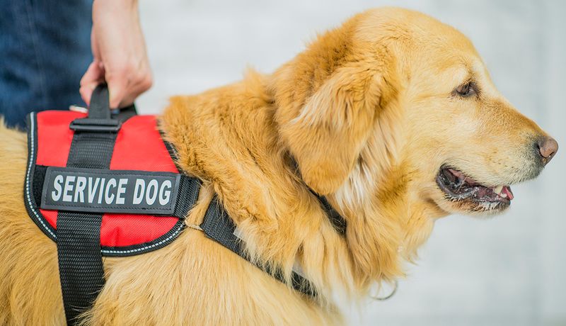 Fake Service Dogs Are A Big Problem
