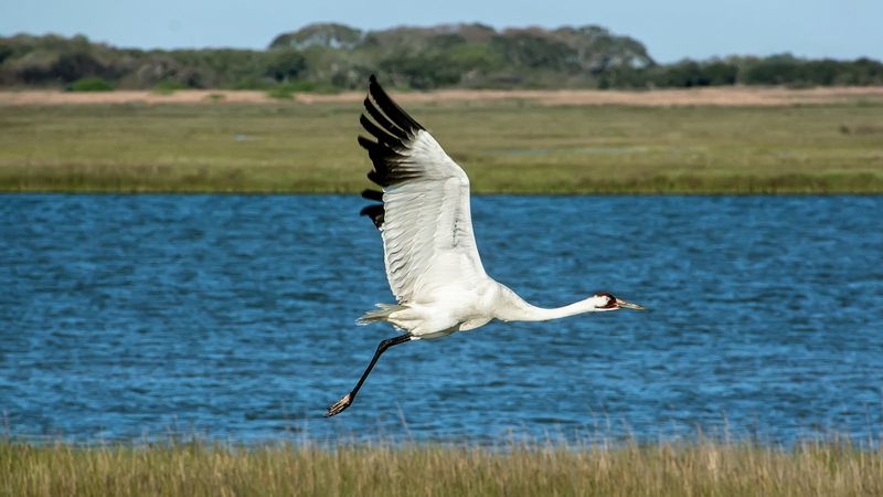 Whooping Crane