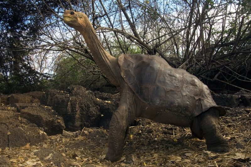 Pinta Island Tortoise