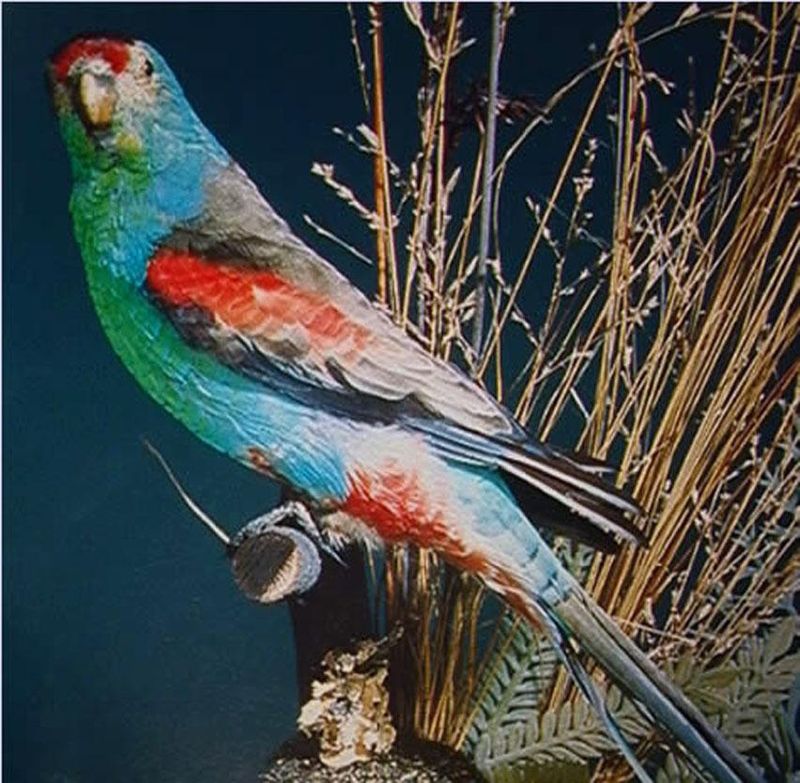 Paradise Parrot: Australia's Colorful Casualty