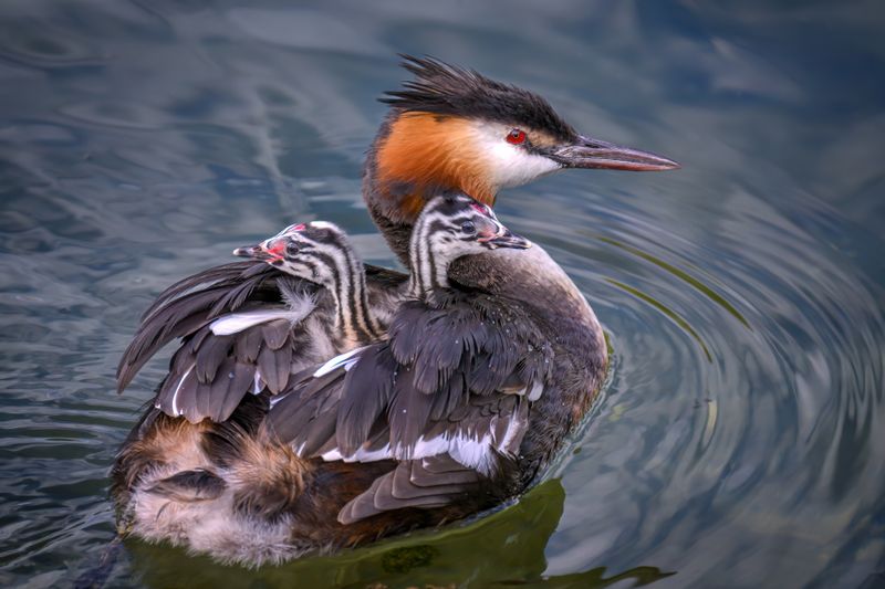 Crested Grebe