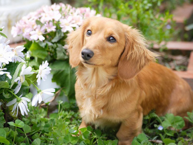 Dachshund