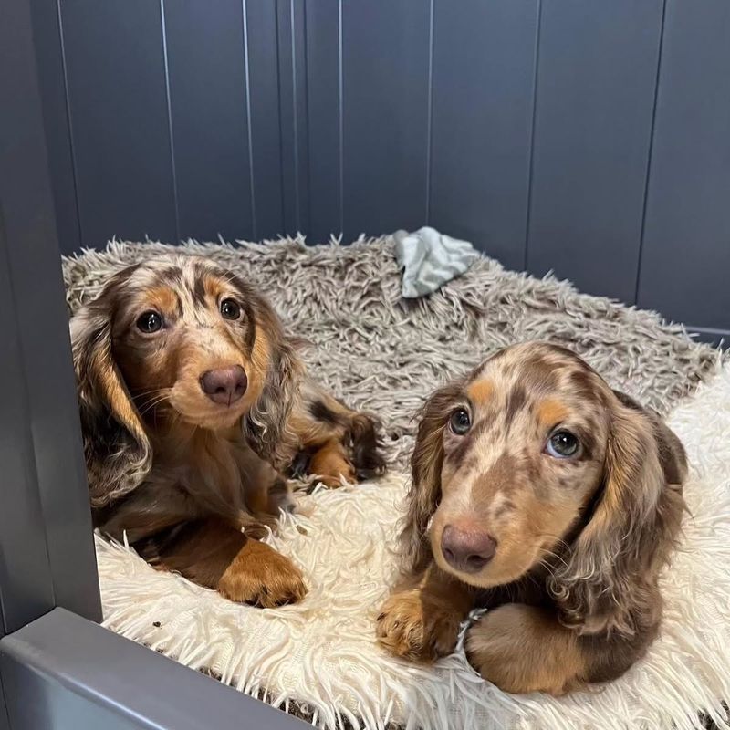 Dachshund