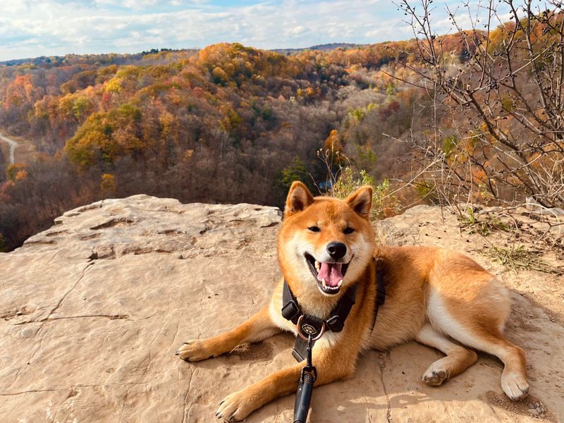 Shiba Inu