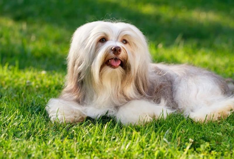 Havanese