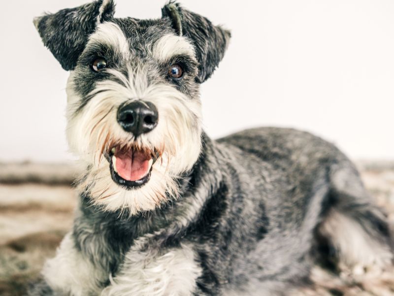 Schnauzer