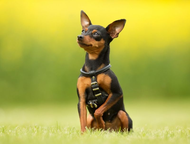 Miniature Pinscher
