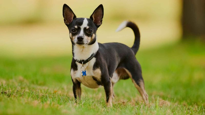 Chihuahua