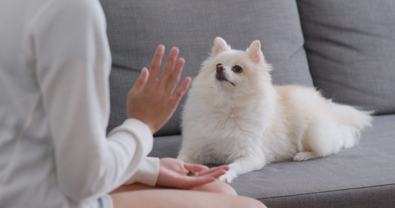 Pomeranian