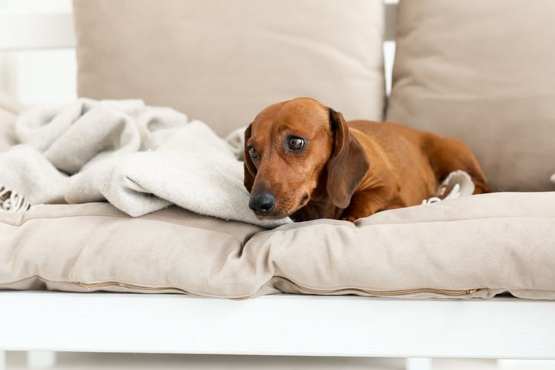 Dachshund