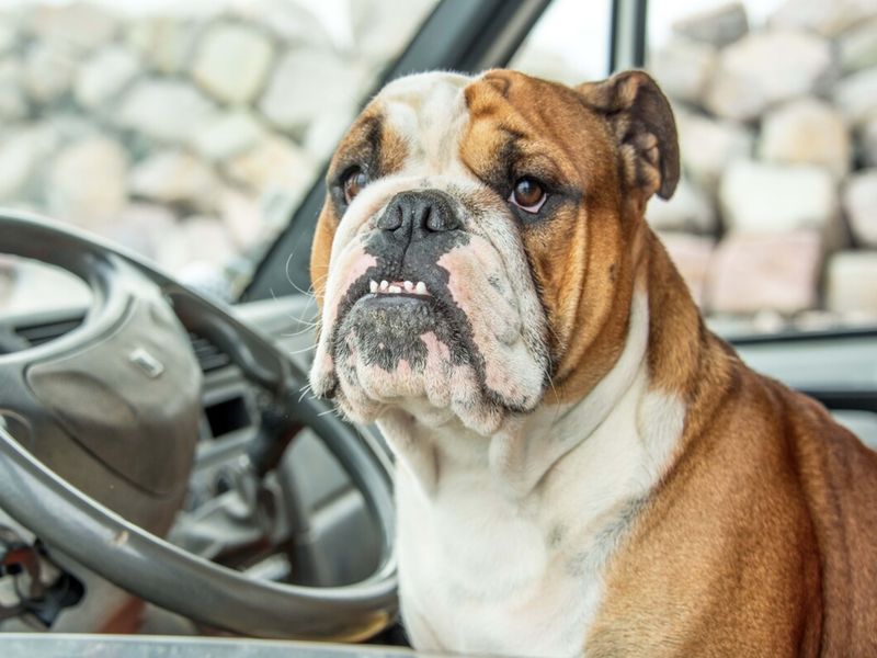 Bulldog