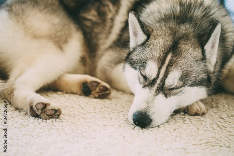 Siberian Husky: Arctic Energy Machines