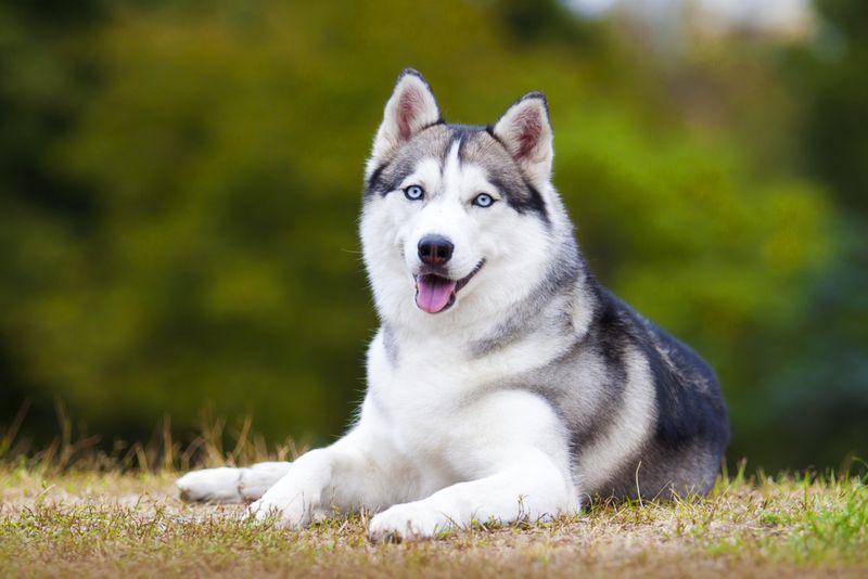 Siberian Husky: Born To Run