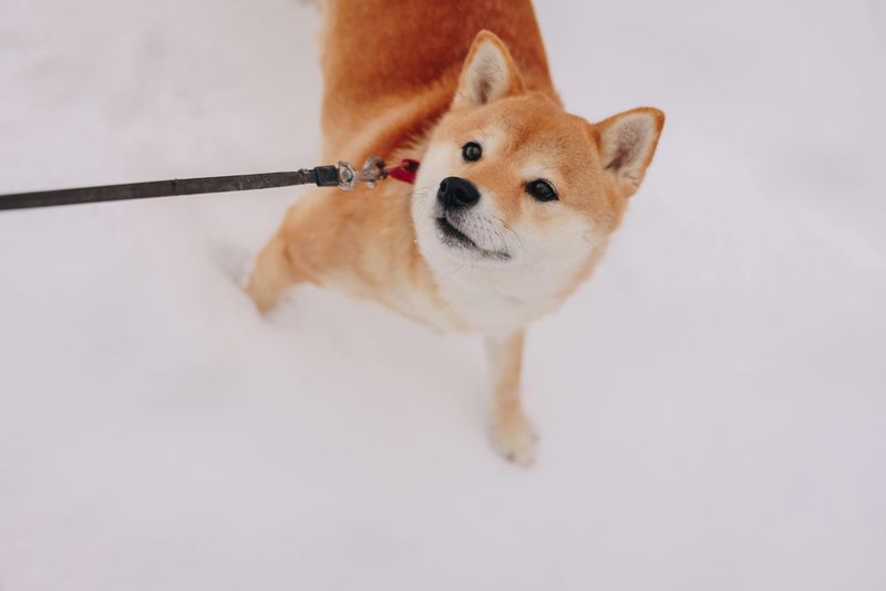 Shiba Inu: Fox-Like Escape Artists