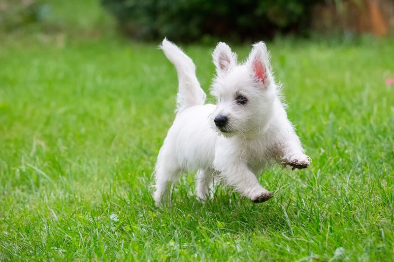 West Highland White Terrier: Small Dog, Big Attitude