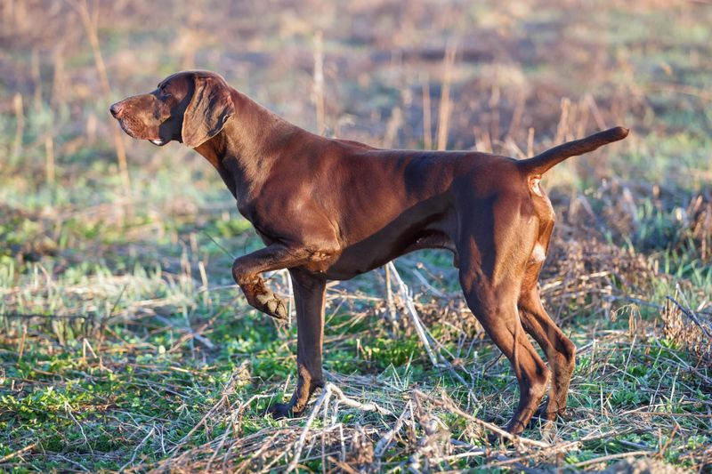German Shorthaired Pointer: The Versatile Hunter