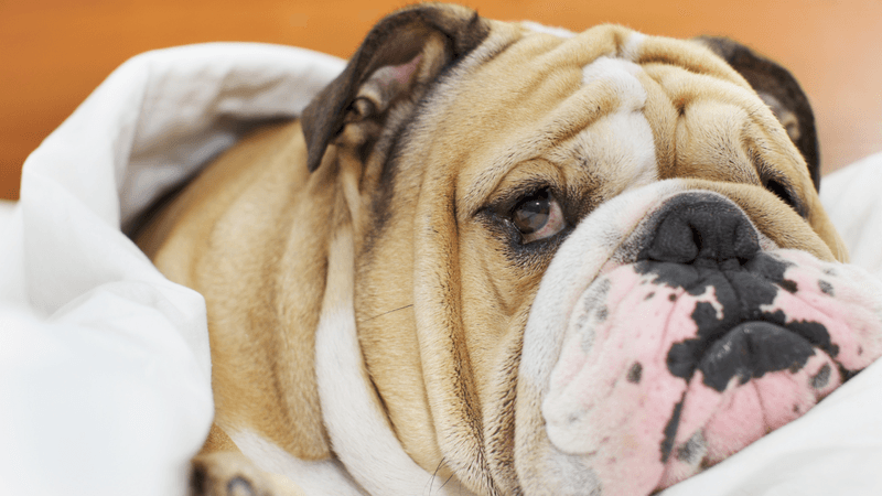 Bulldog