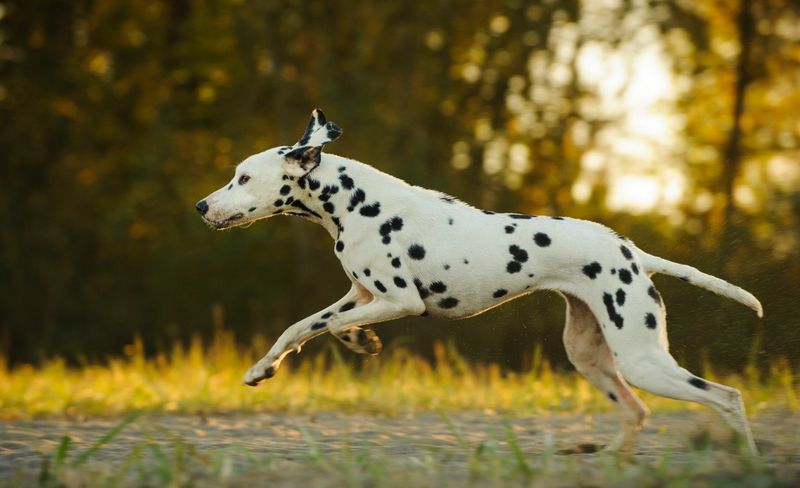 Dalmatians