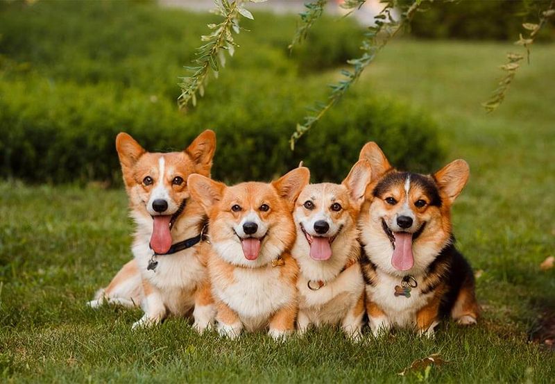 Corgis: Royal Herders Better In Pairs