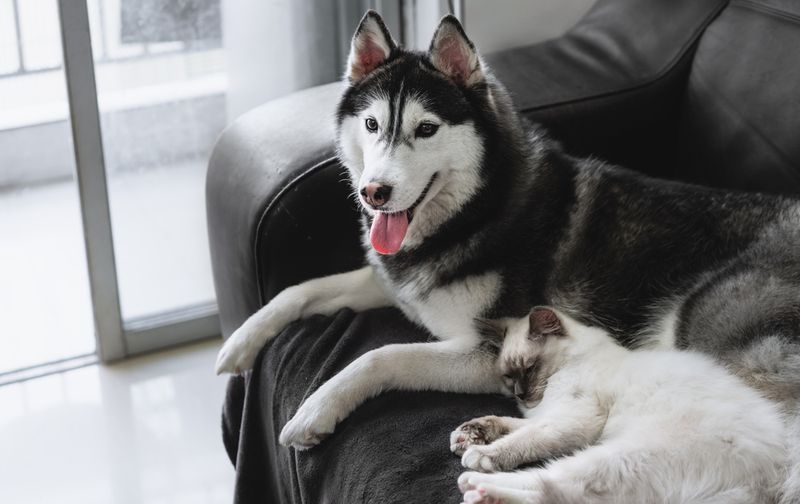 Siberian Huskies: Wolf-Like Chasers