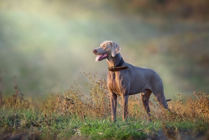 Weimaraners: Velcro Dogs With Separation Anxiety