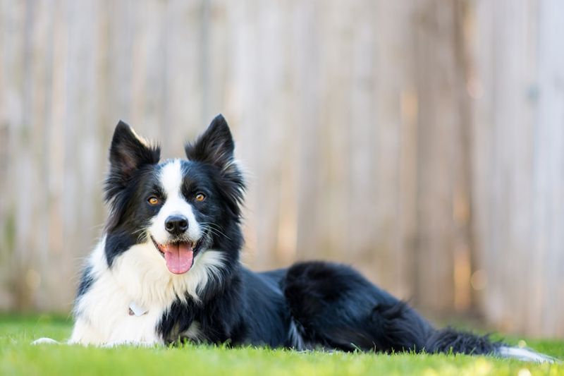 Border Collies