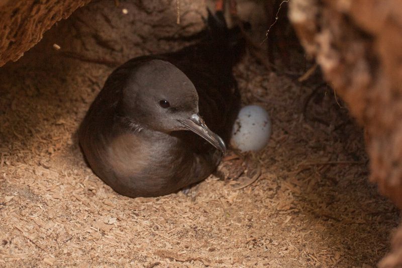 Wedge-Tailed Shearwater