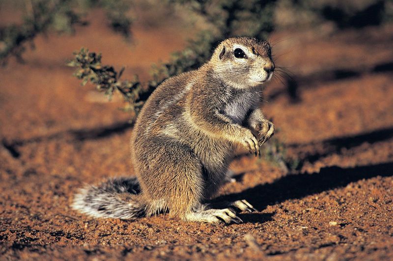 Ground Squirrels: Tail-Flagging Taunters