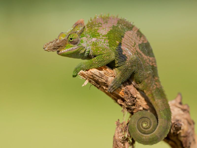 Fischer's Chameleon